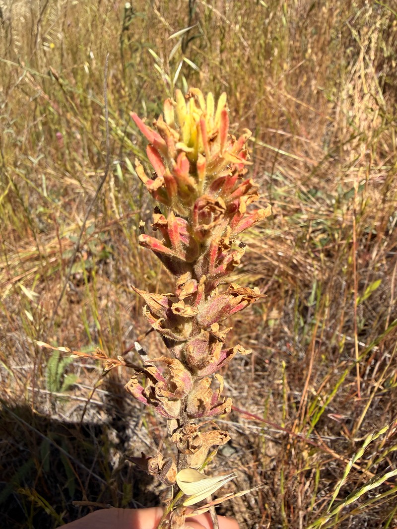 Castilleja affinis var. neglecta photo 2