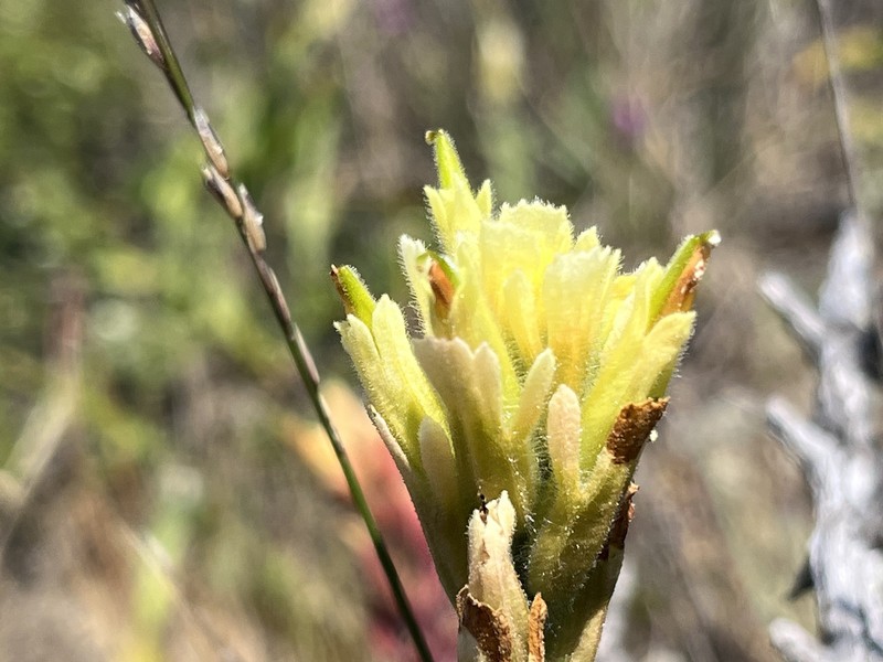 Castilleja affinis var. neglecta photo 3