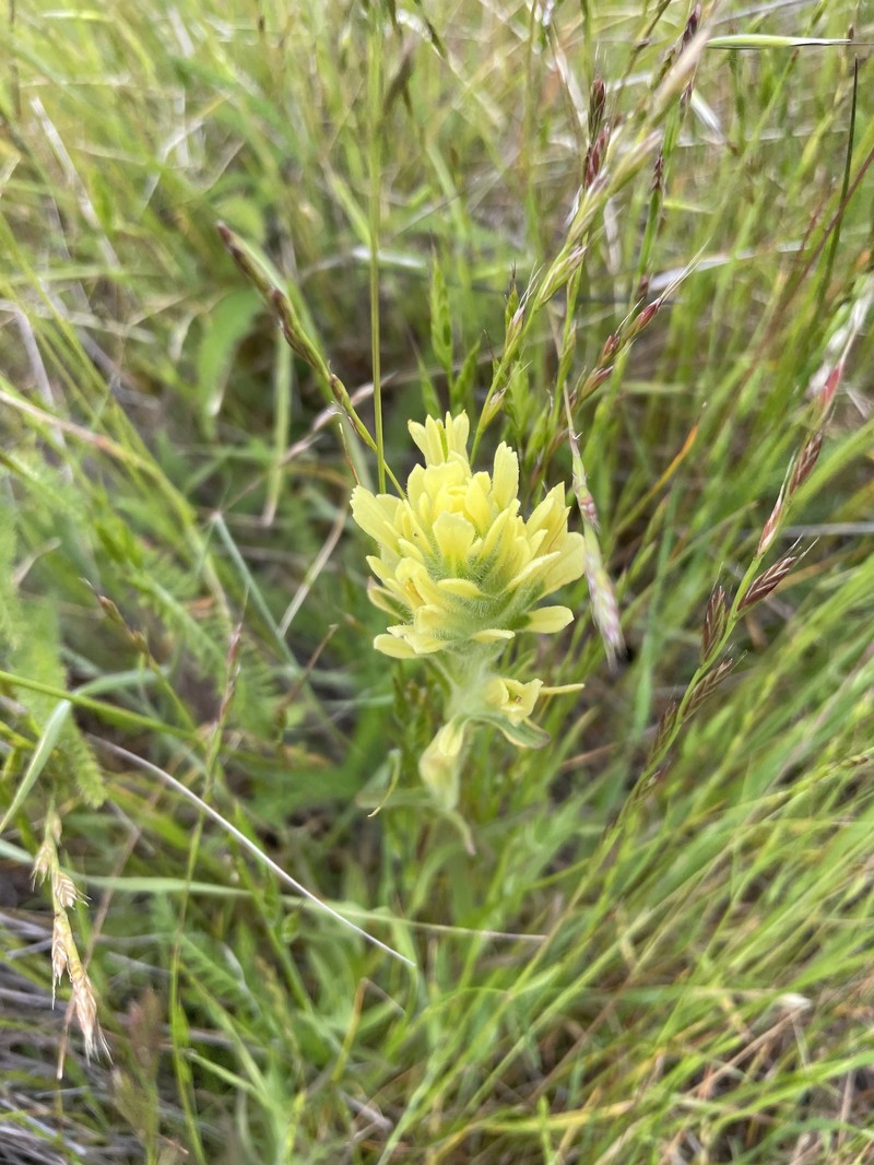 Castilleja affinis var. neglecta photo 5