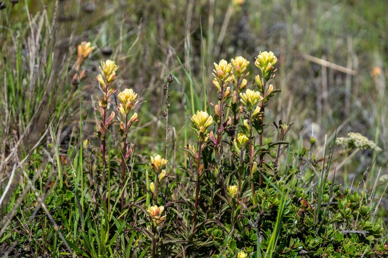 Castilleja affinis var. neglecta photo 6
