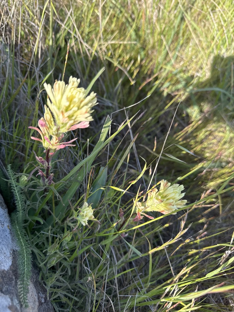 Castilleja affinis var. neglecta photo 7