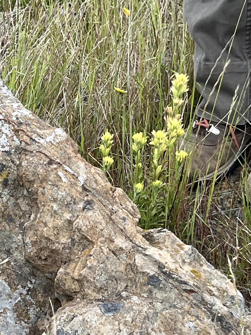 Castilleja affinis var. neglecta photo 8