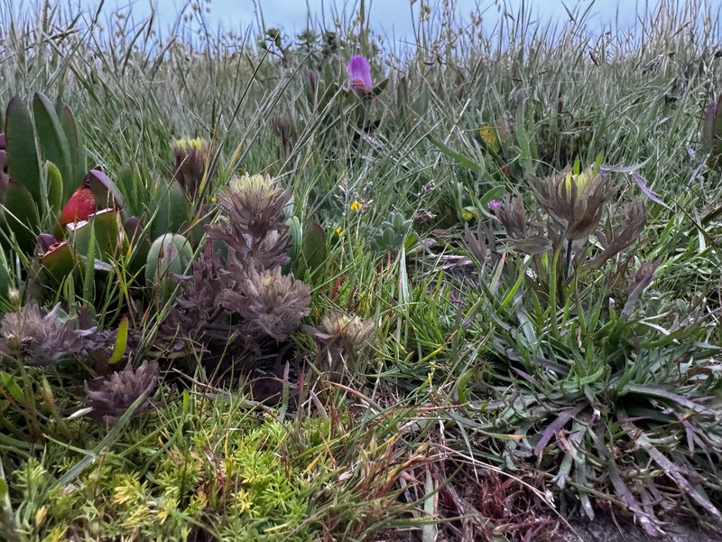 Castilleja ambigua var. ambigua