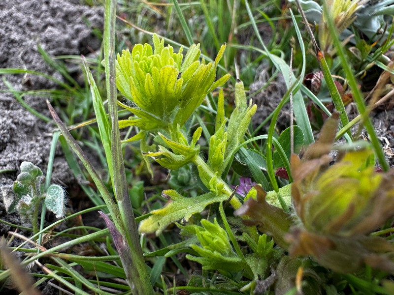 Castilleja ambigua var. ambigua photo 2