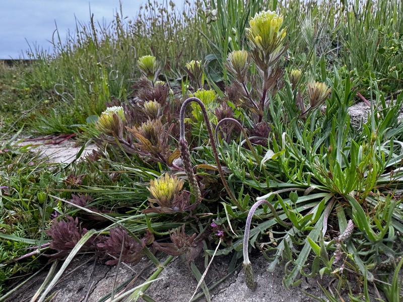 Castilleja ambigua var. ambigua photo 4