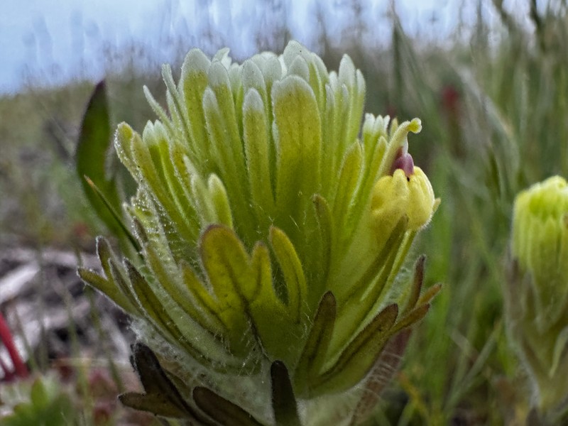 Castilleja ambigua var. ambigua photo 5