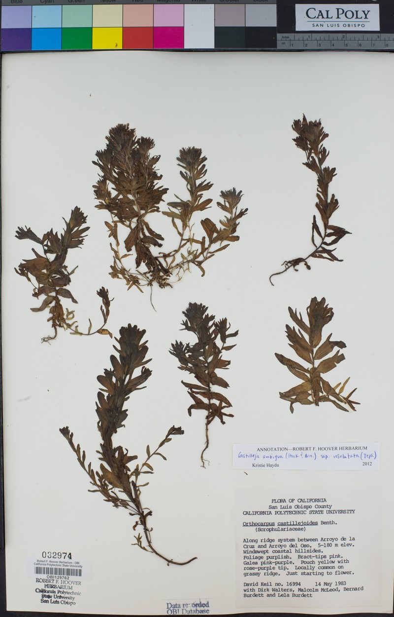 Castilleja ambigua var. heckardii