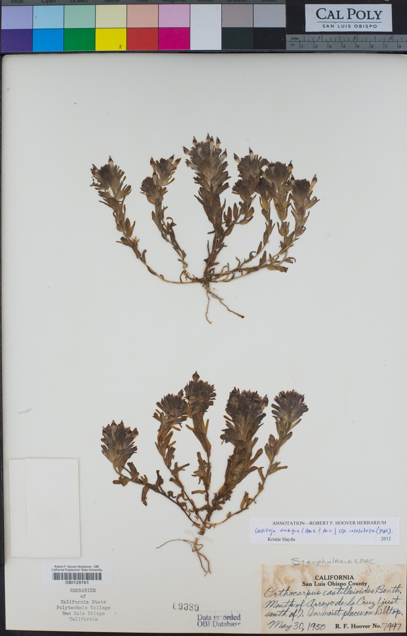 Castilleja ambigua var. heckardii photo 2