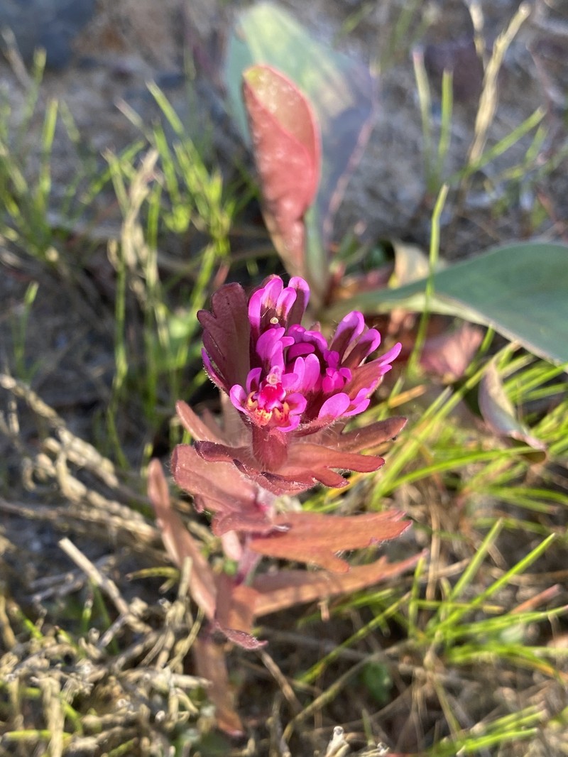 Castilleja ambigua var. humboldtiensis