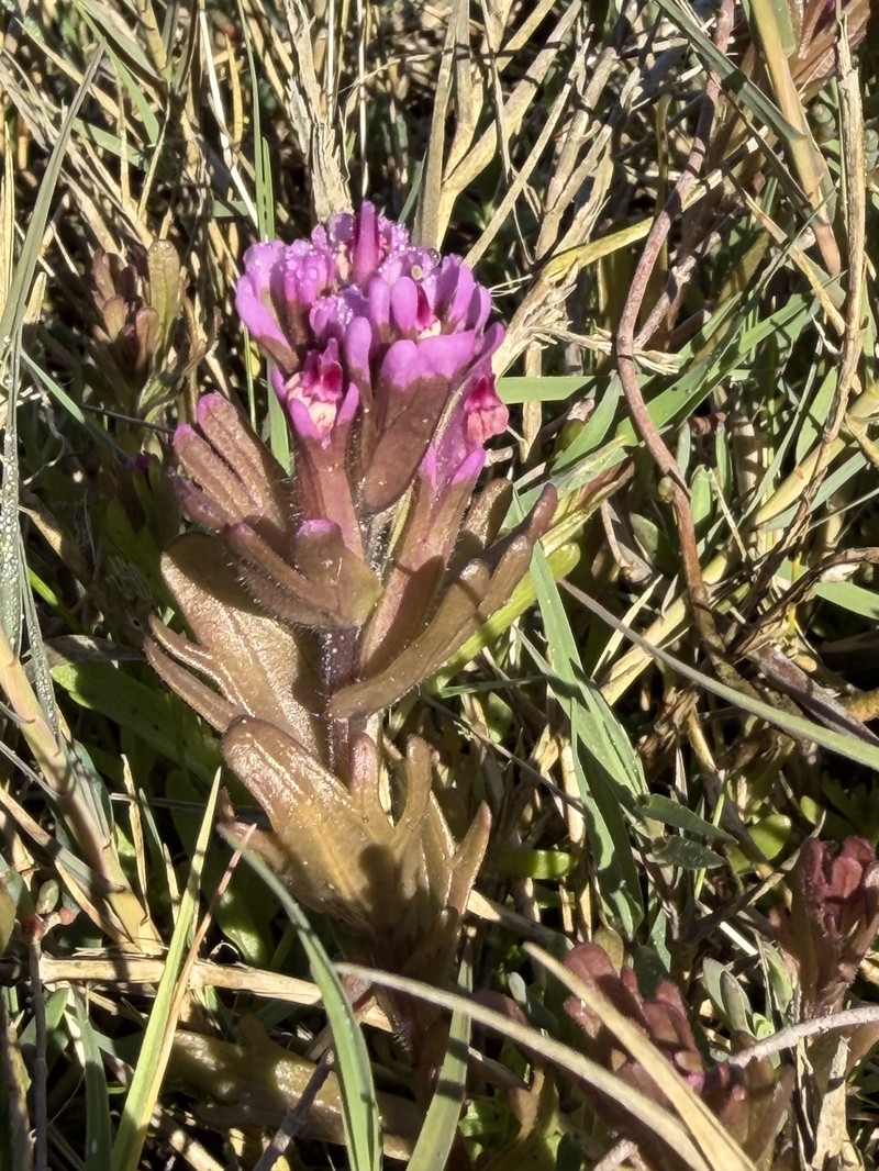 Castilleja ambigua var. humboldtiensis photo 3