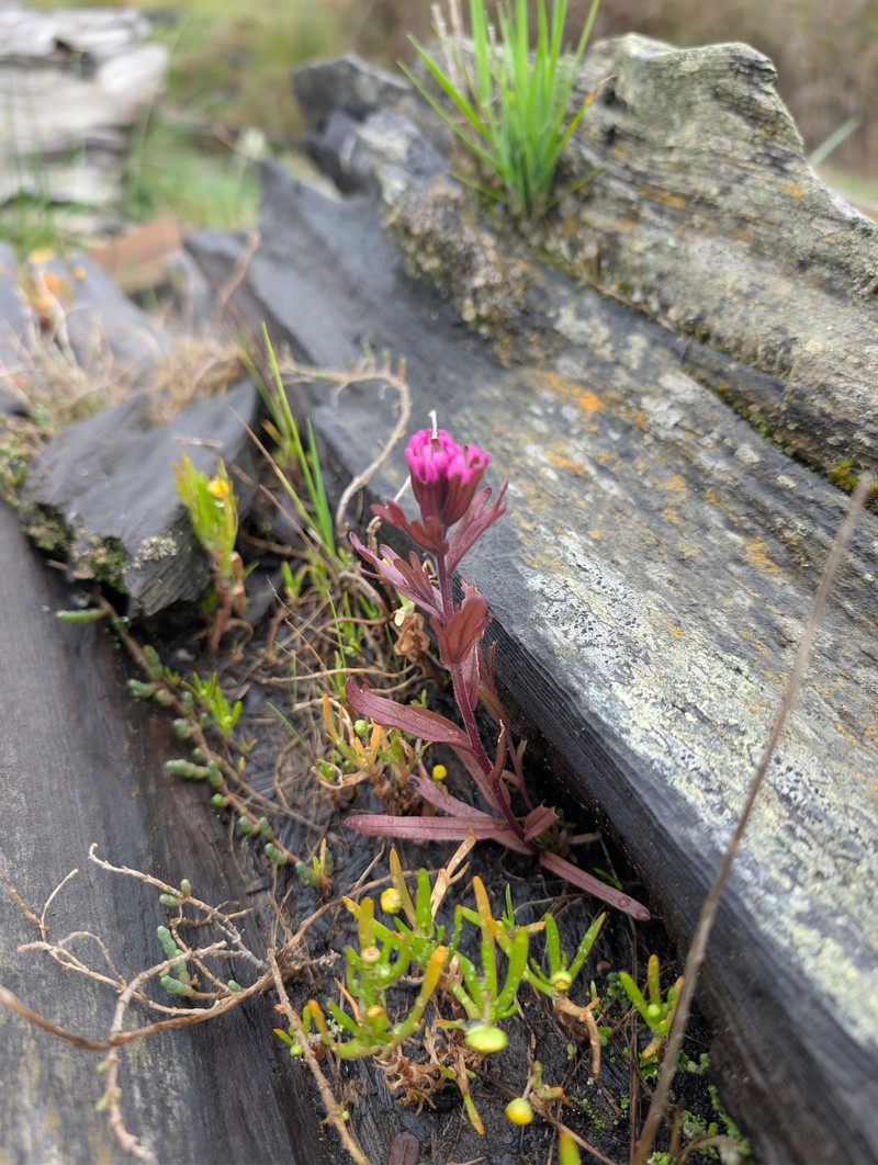 Castilleja ambigua var. humboldtiensis photo 4