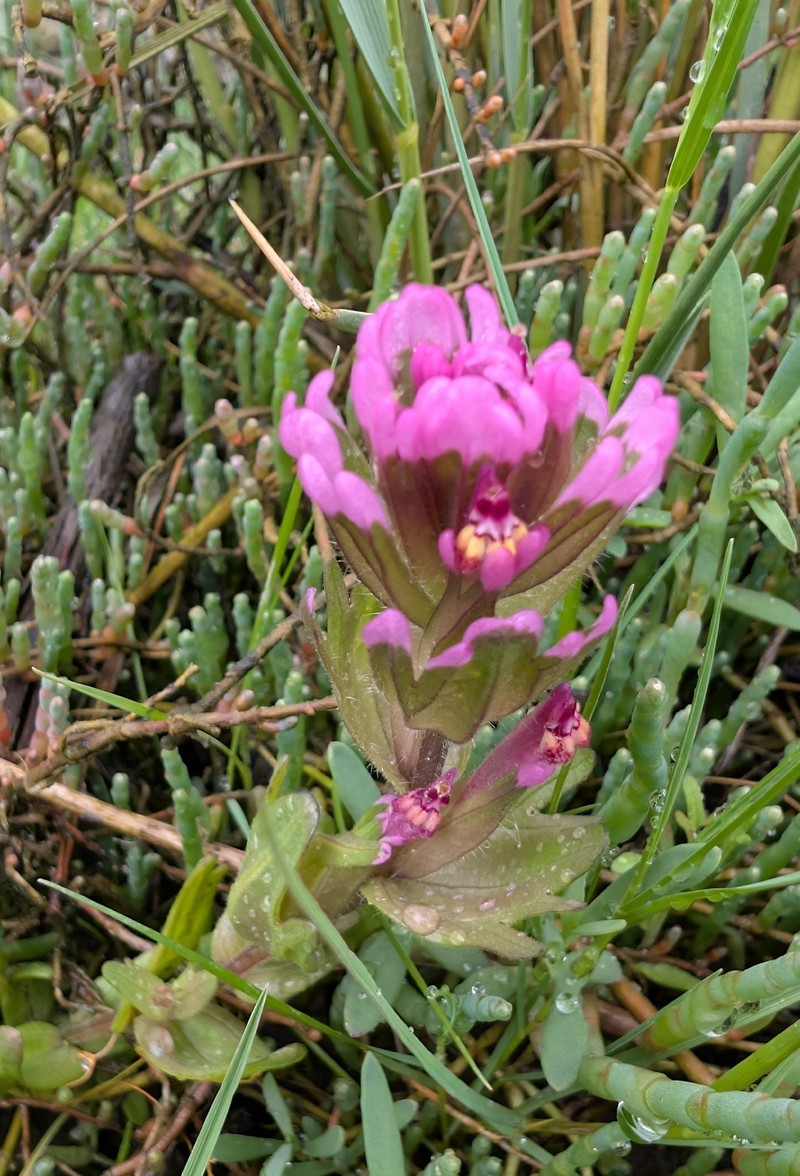 Castilleja ambigua var. humboldtiensis photo 5