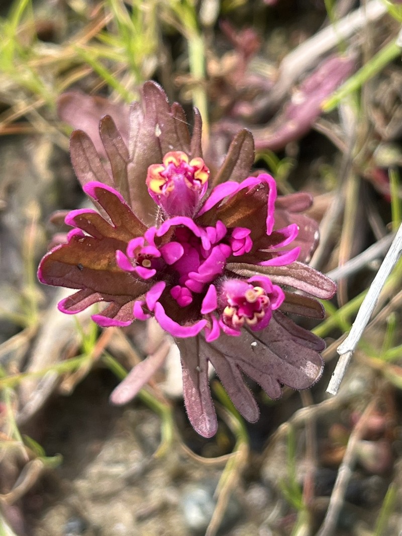Castilleja ambigua var. humboldtiensis photo 6