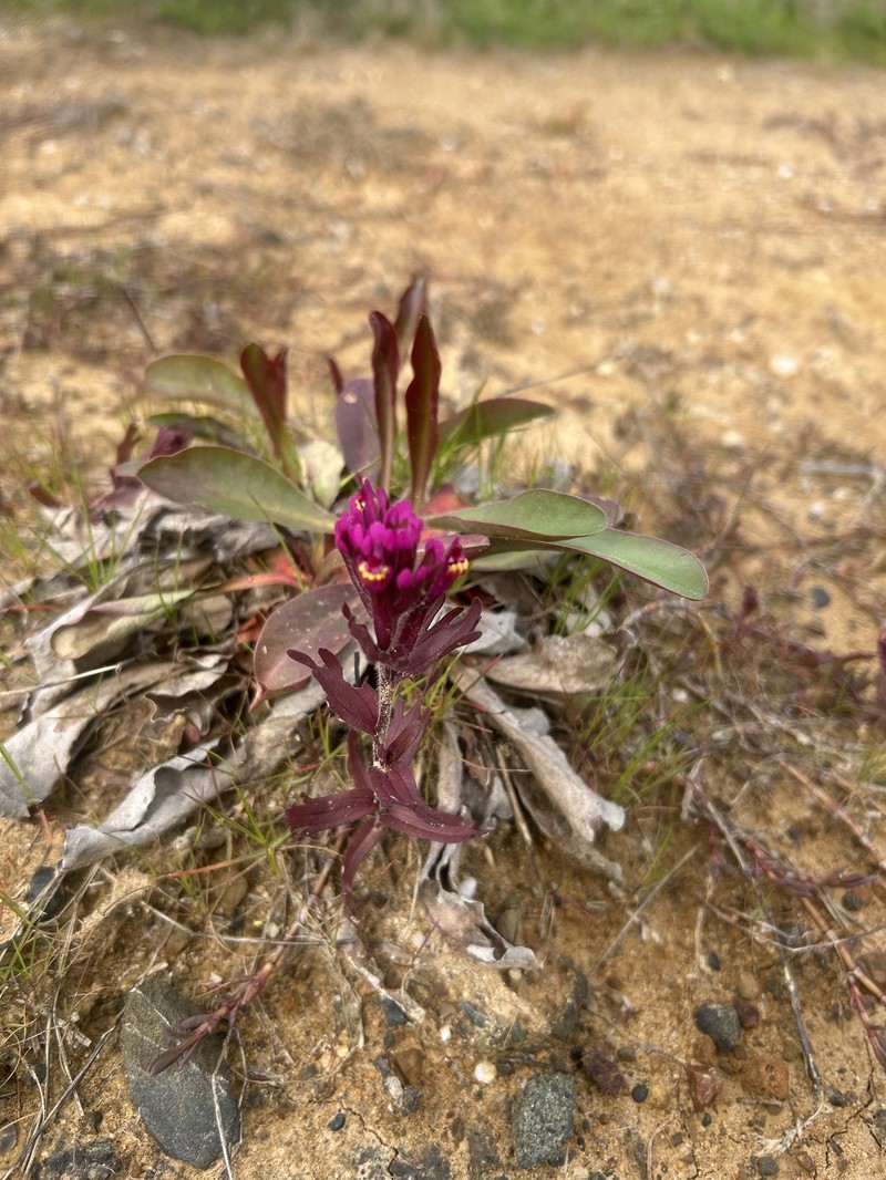 Castilleja ambigua var. humboldtiensis photo 7