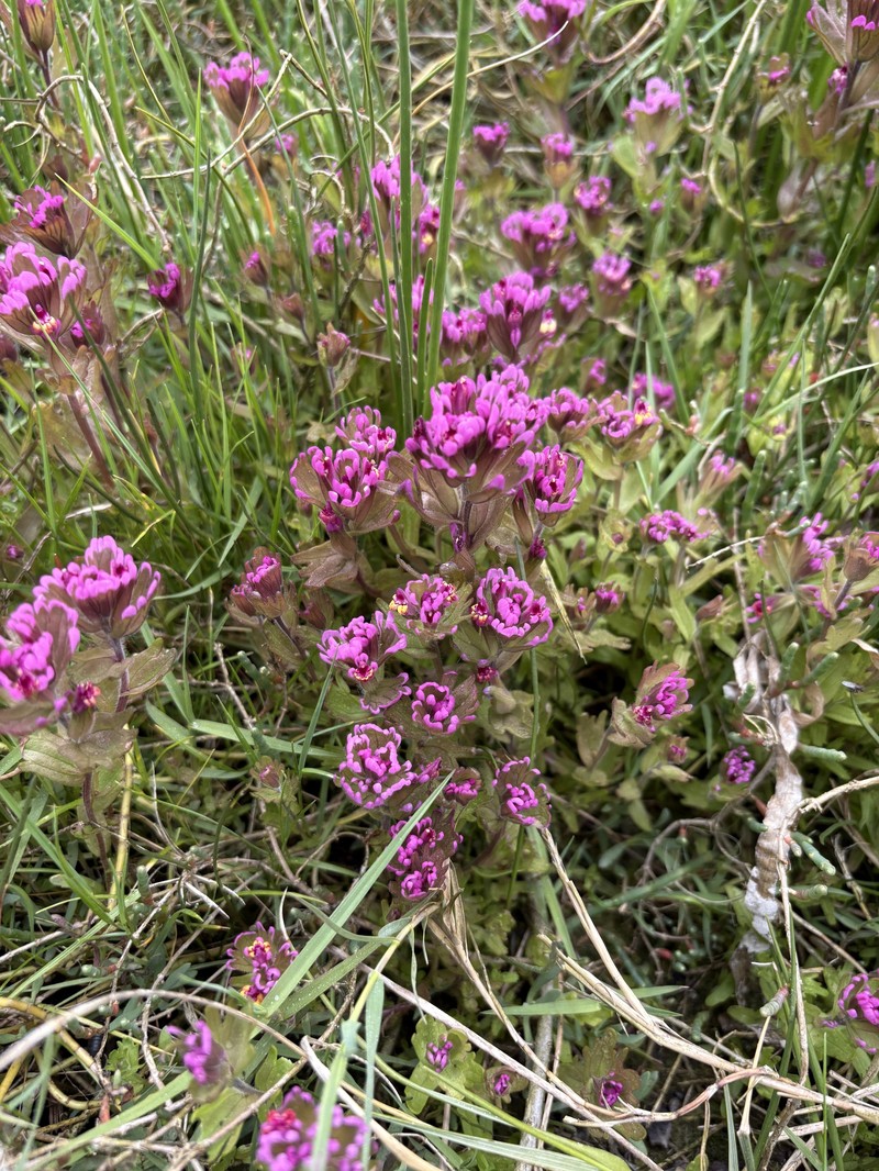 Castilleja ambigua var. humboldtiensis photo 8