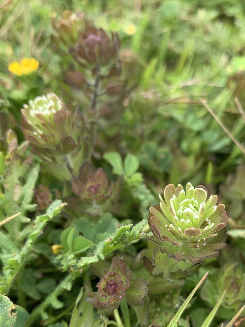Castilleja ambigua var. insalutata