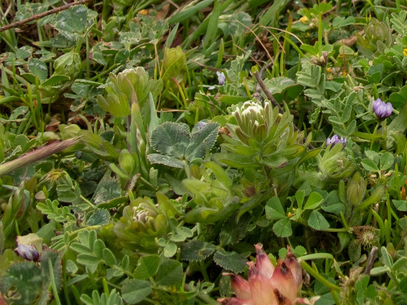Castilleja ambigua var. insalutata photo 2