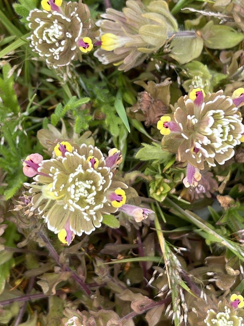 Castilleja ambigua var. insalutata photo 3