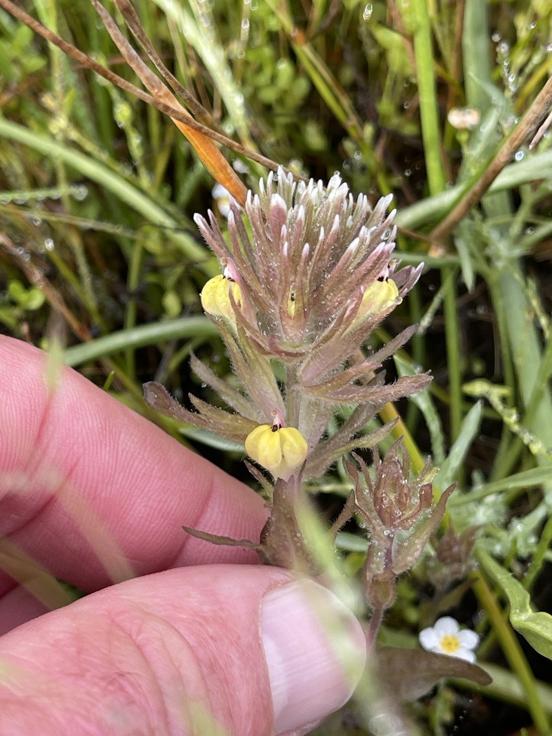 Castilleja ambigua var. insalutata photo 4