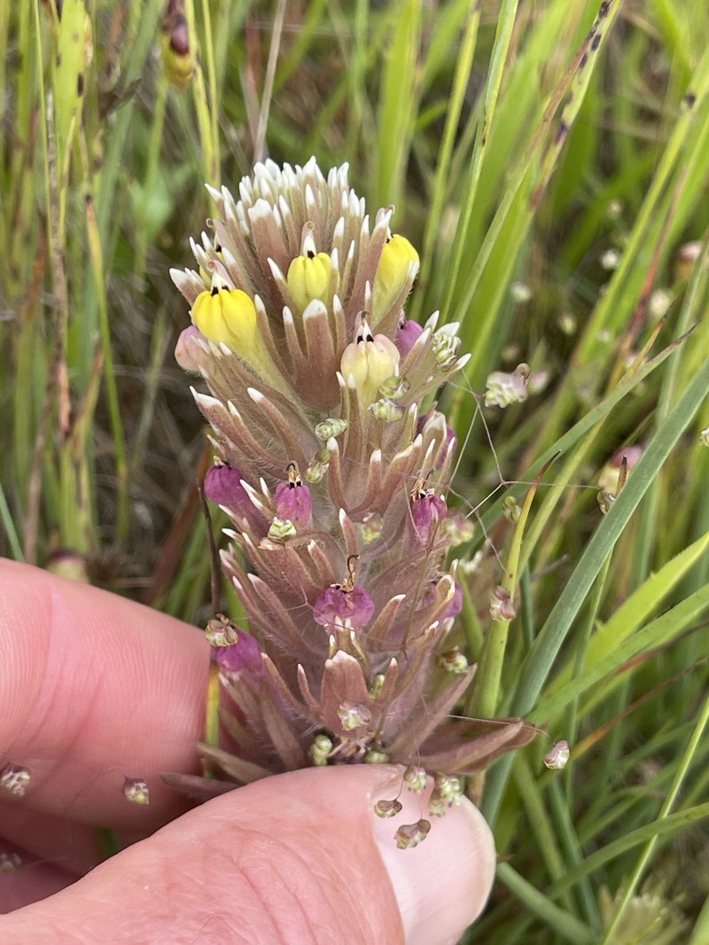 Castilleja ambigua var. insalutata photo 5