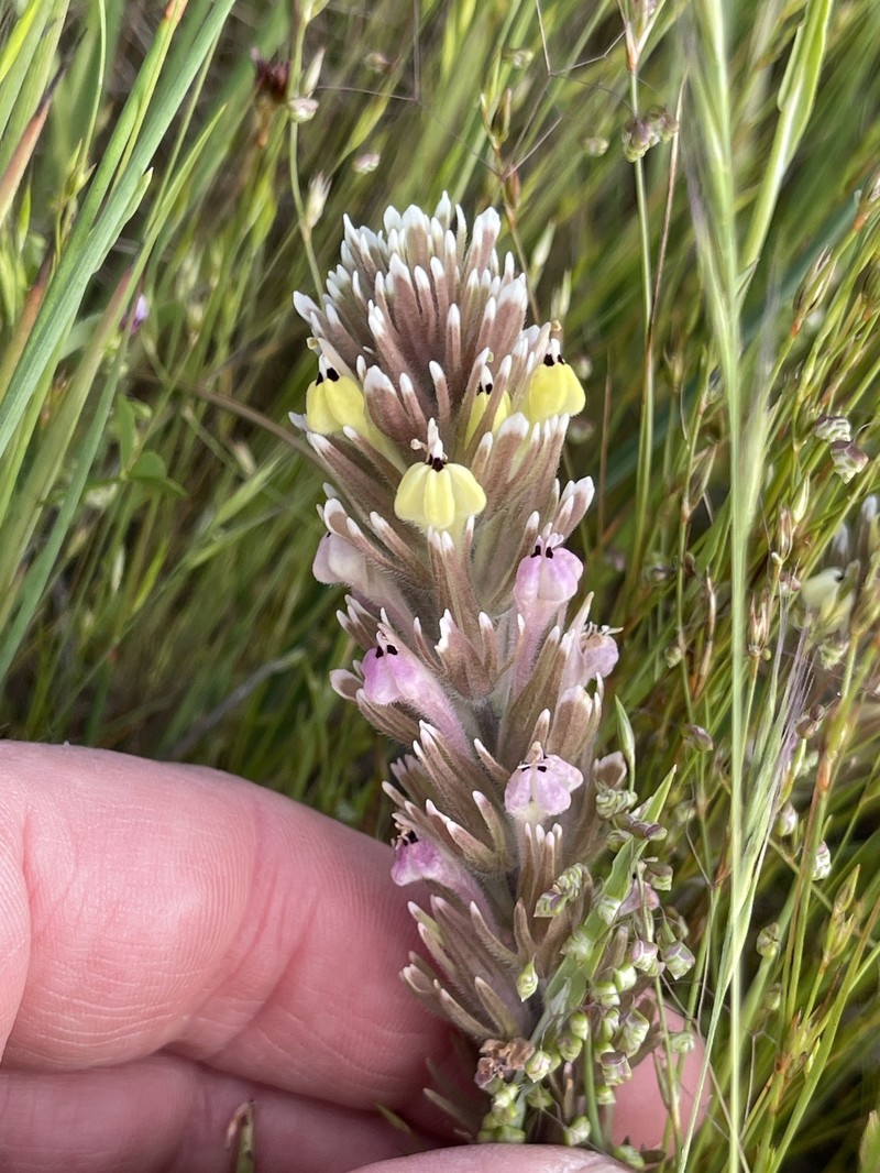 Castilleja ambigua var. insalutata photo 6