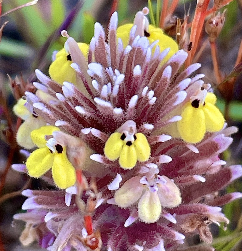 Castilleja ambigua var. insalutata photo 7