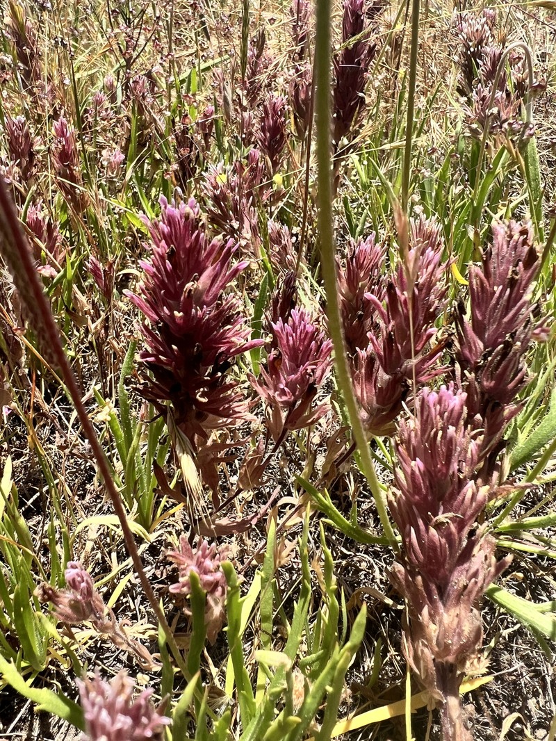 Castilleja ambigua var. insalutata photo 8