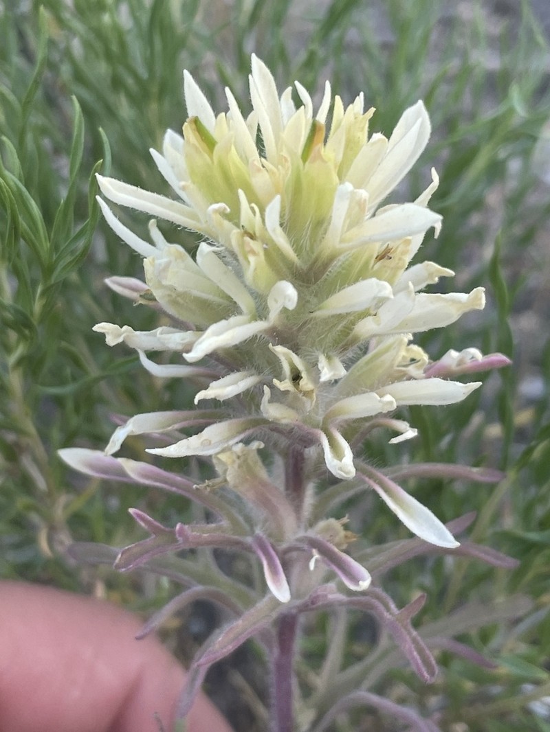 Northwestern Indian Paintbrush
