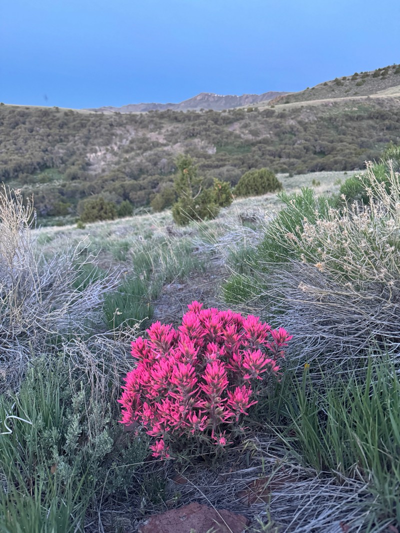 Northwestern Indian Paintbrush photo 2