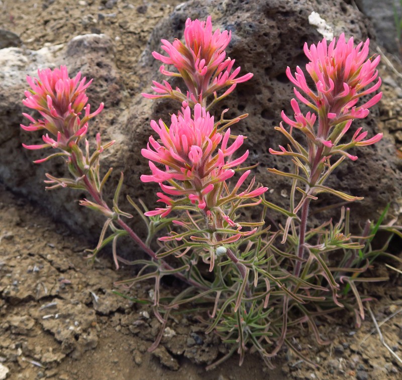 Northwestern Indian Paintbrush photo 3