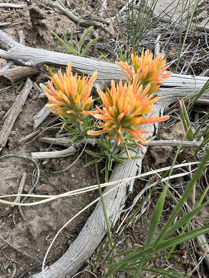 Northwestern Indian Paintbrush photo 4