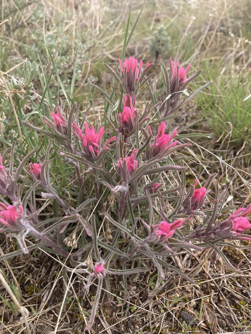 Northwestern Indian Paintbrush photo 5