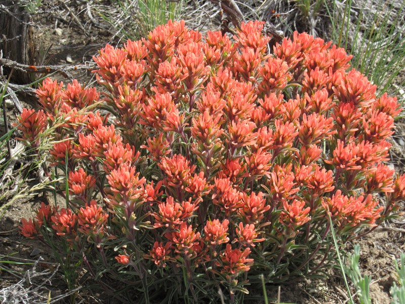 Northwestern Indian Paintbrush photo 6