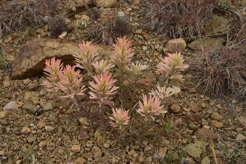 Northwestern Indian Paintbrush photo 7