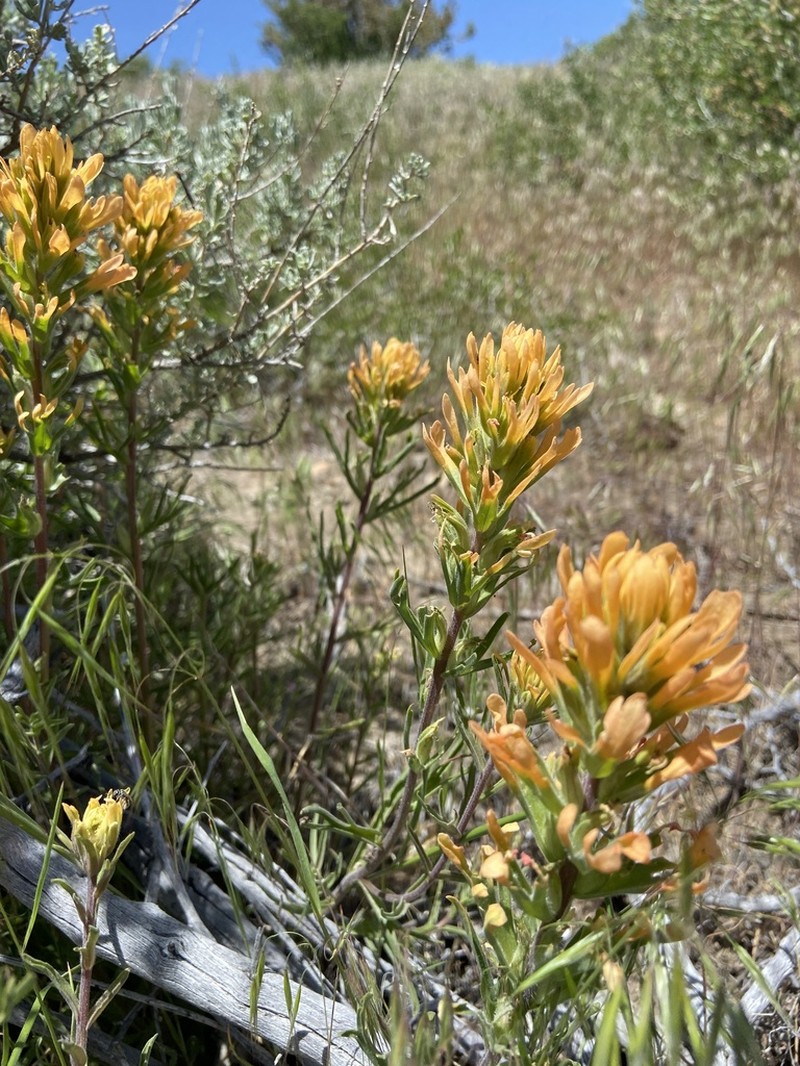 Northwestern Indian Paintbrush photo 8