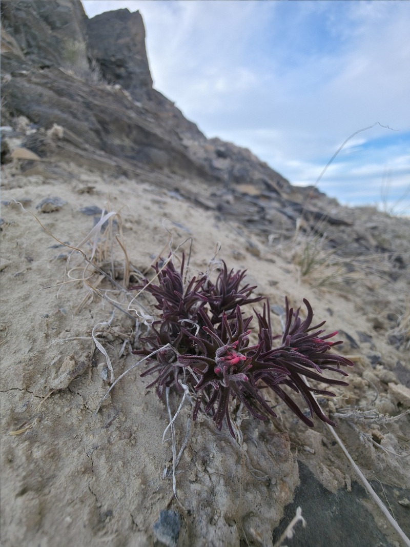 Castilleja angustifolia var. angustifolia