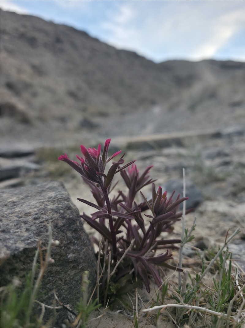 Castilleja angustifolia var. angustifolia photo 2
