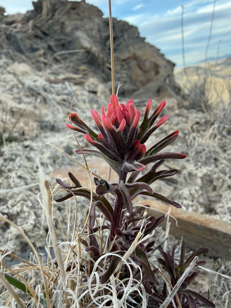 Castilleja angustifolia var. angustifolia photo 3
