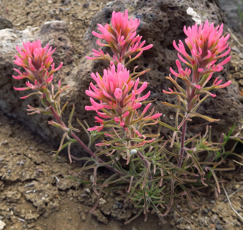 Castilleja angustifolia var. angustifolia photo 4