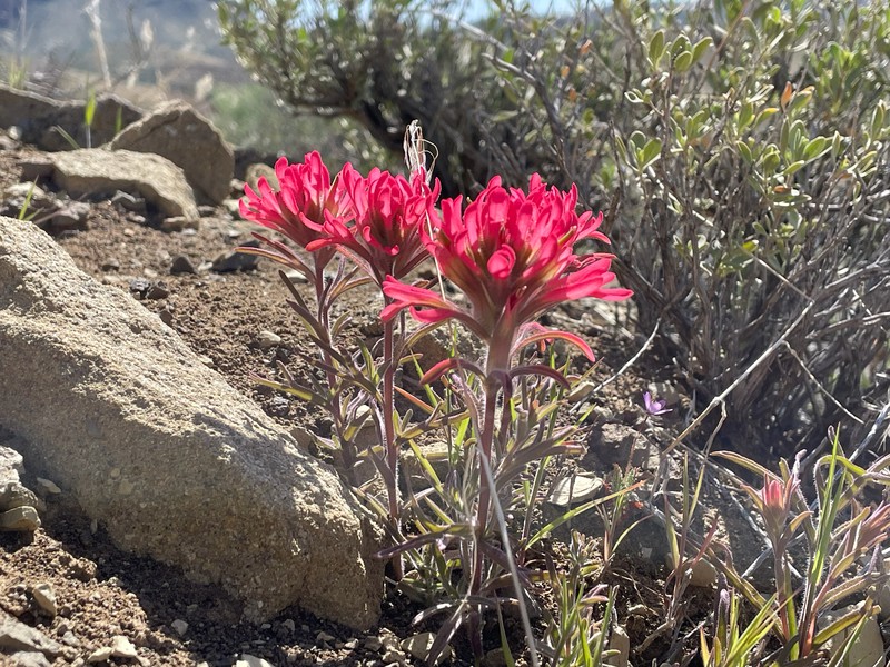 Castilleja angustifolia var. angustifolia photo 5