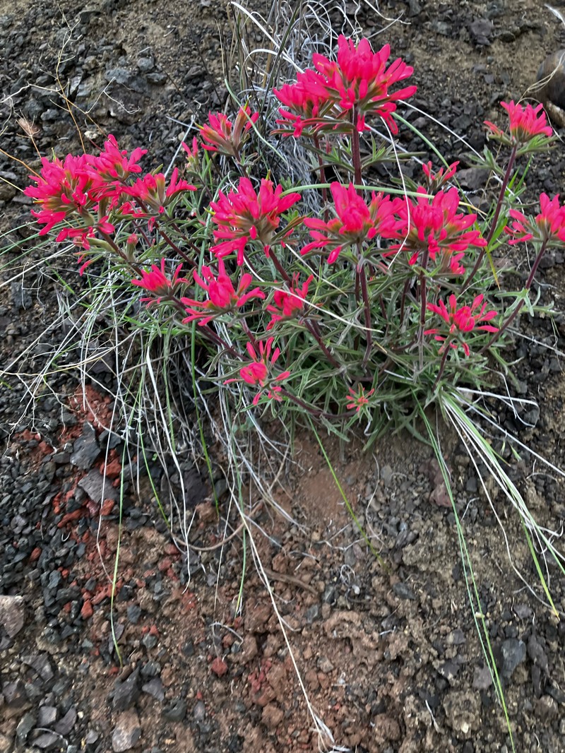 Castilleja angustifolia var. angustifolia photo 6