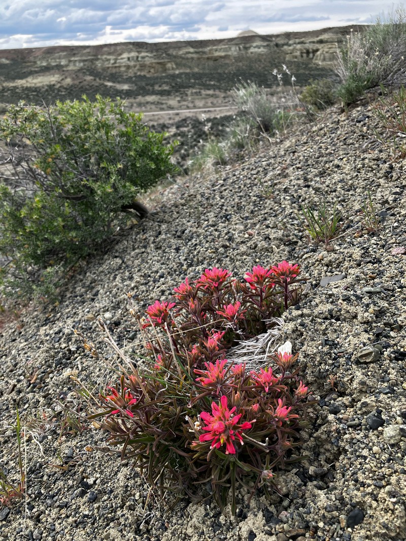 Castilleja angustifolia var. angustifolia photo 7
