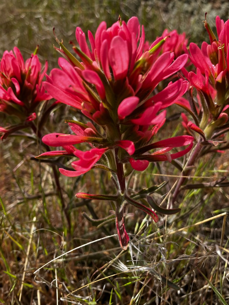 Castilleja angustifolia var. angustifolia photo 8