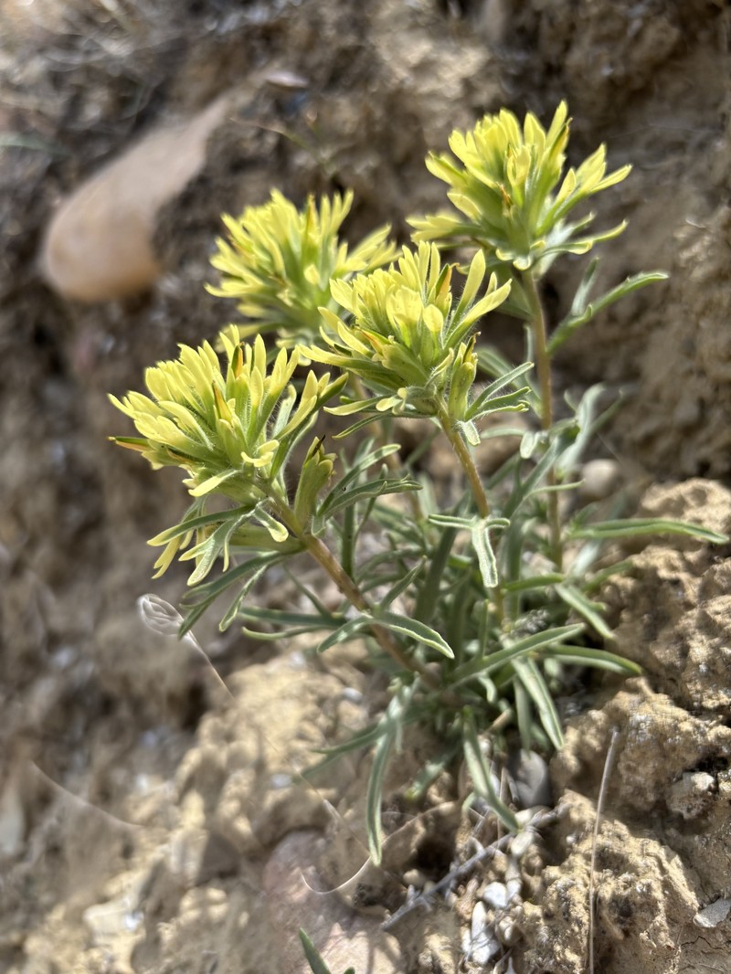 Castilleja angustifolia var. dubia