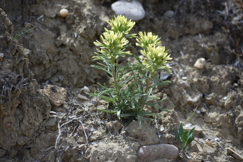 Castilleja angustifolia var. dubia photo 2