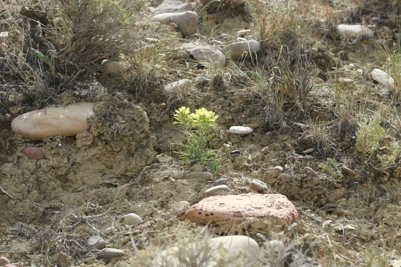 Castilleja angustifolia var. dubia photo 3