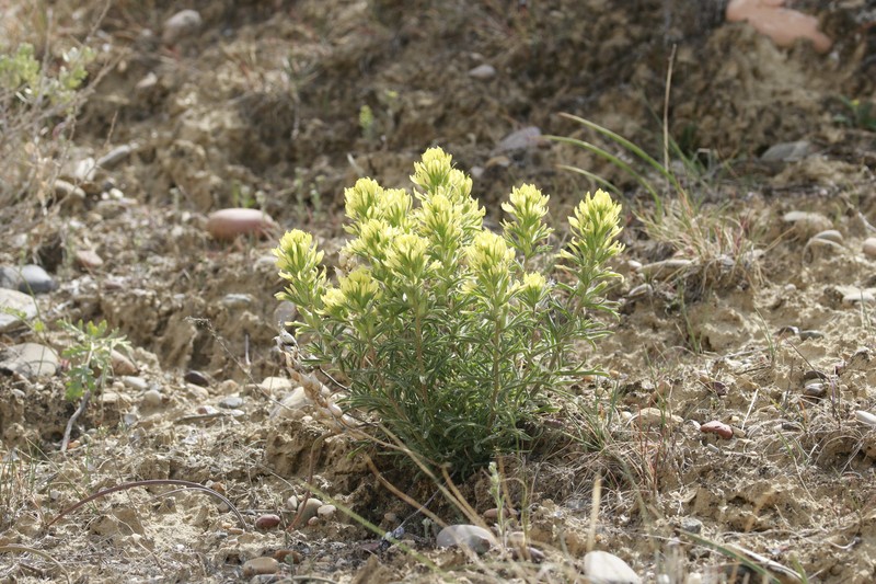 Castilleja angustifolia var. dubia photo 4