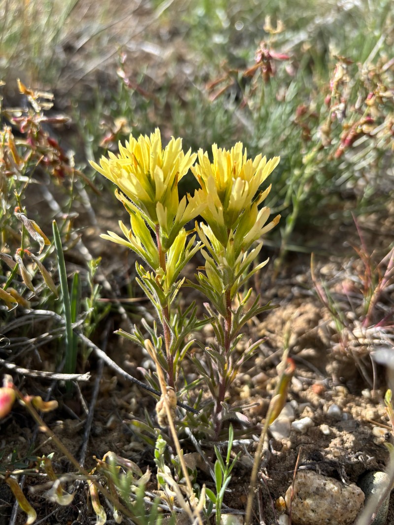 Castilleja angustifolia var. dubia photo 5