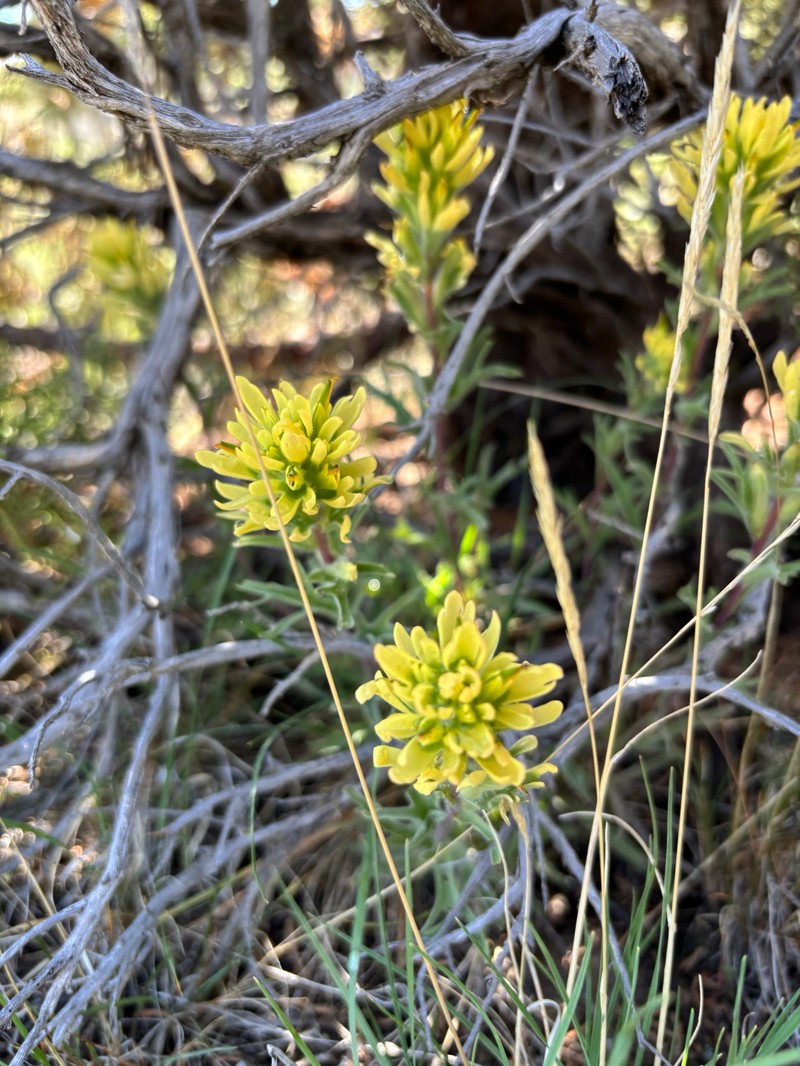 Castilleja angustifolia var. dubia photo 6
