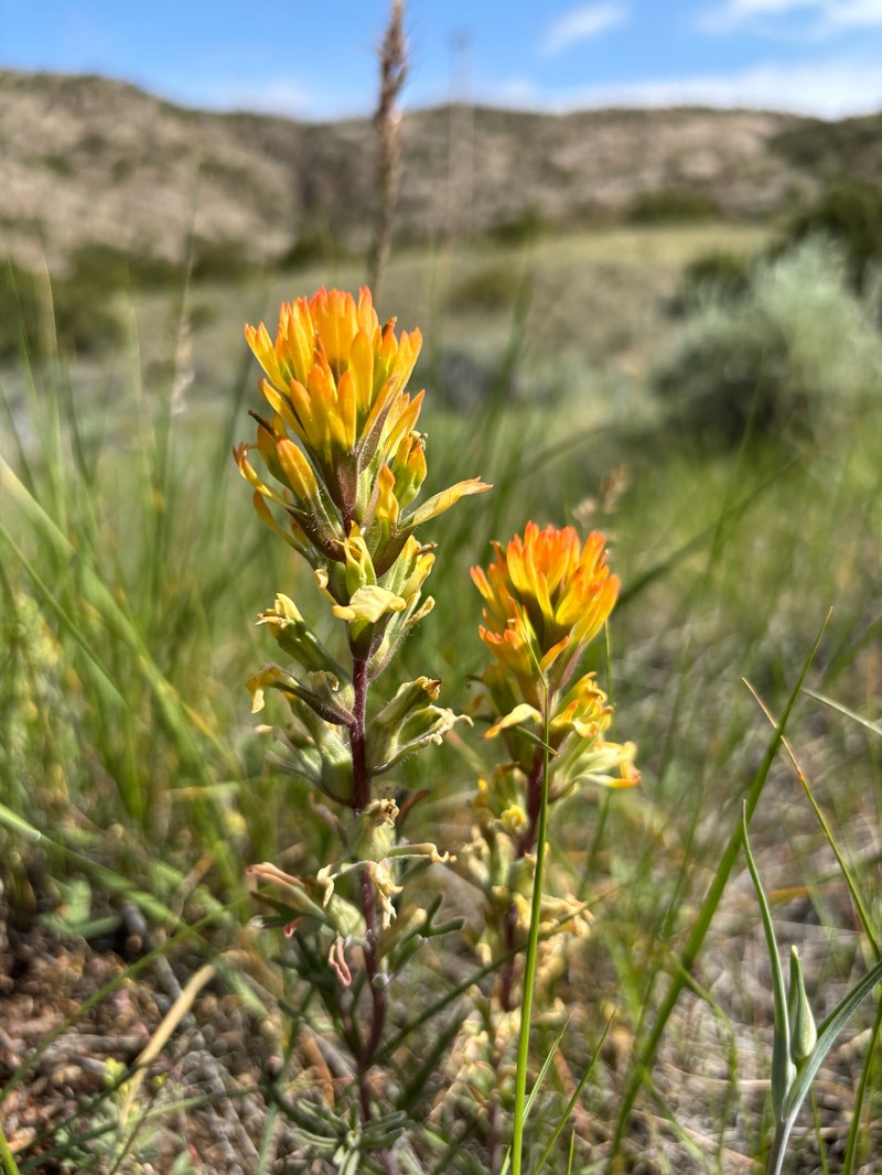 Castilleja angustifolia var. dubia photo 7